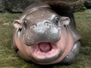 Baby Pygmy Hippo